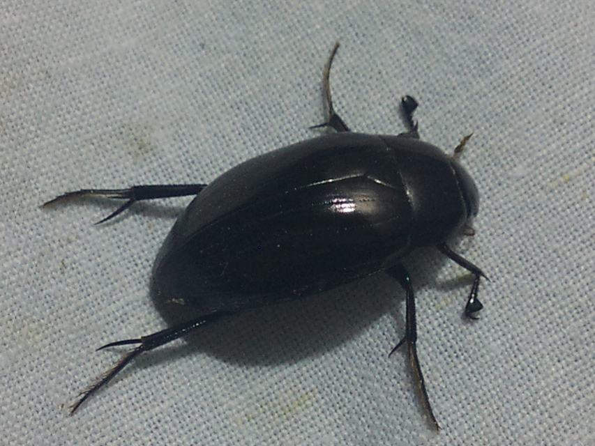 Hydrophilus aterrimus - fekete óriáscsibor