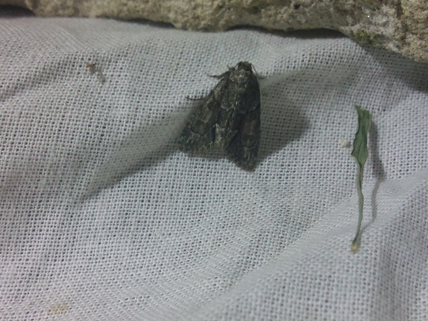 Oligia strigilis/latruncula/versicolor