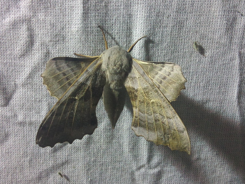 Laothoe populi - nyárfaszender