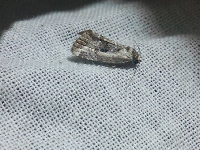 Hapalotis venustula - rózsaszínű mázasbagoly