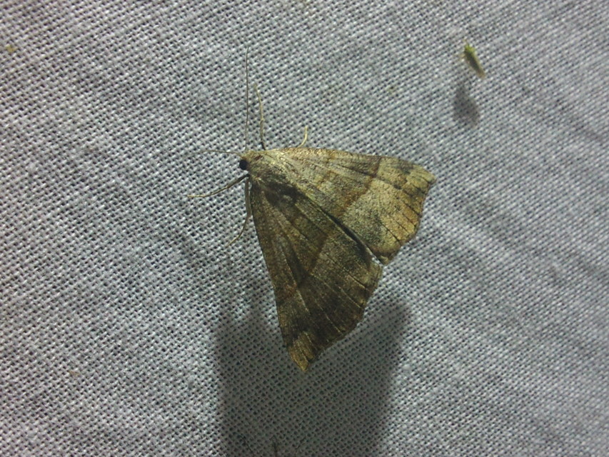 Hypena proboscidalis - ormányos karcsúbagoly