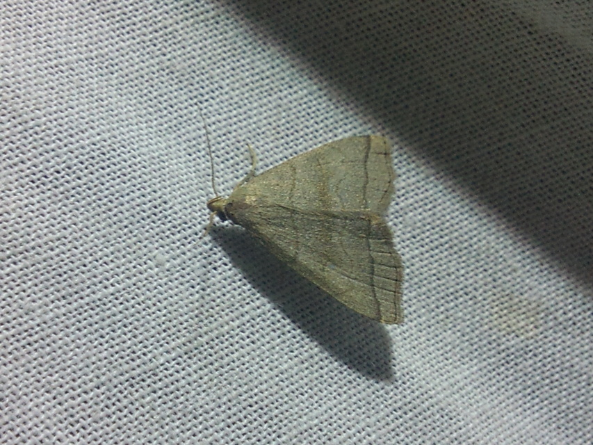 Herminia tarsicrinalis - szőröslábú karcsúbagoly