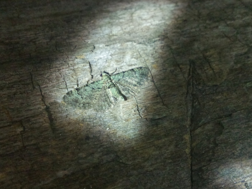 Pasiphila rectangulata - almavirág-araszoló