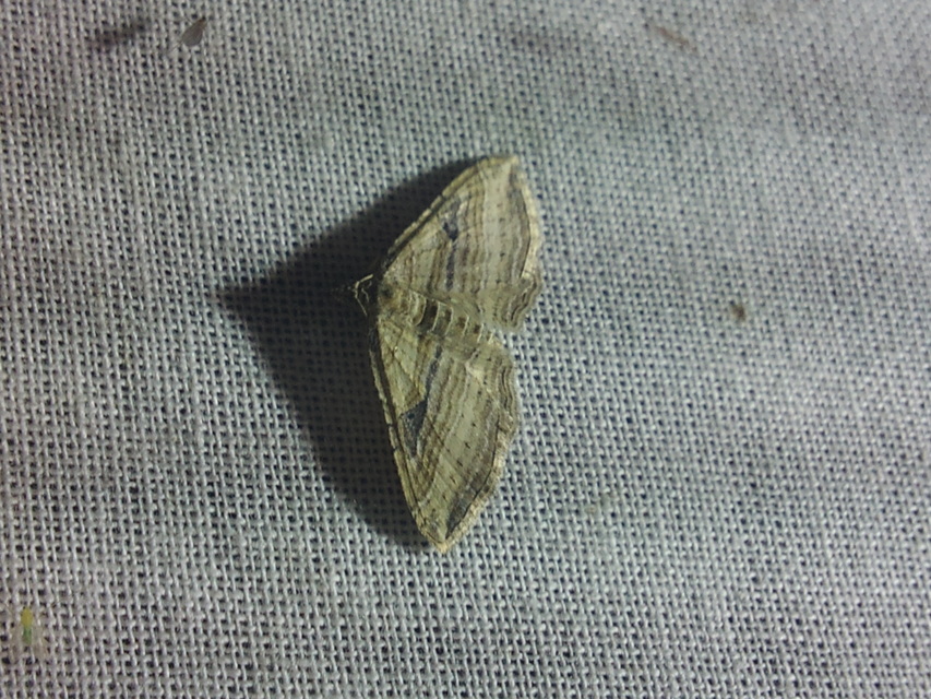 Costaconvexa polygrammata - soksávú araszoló