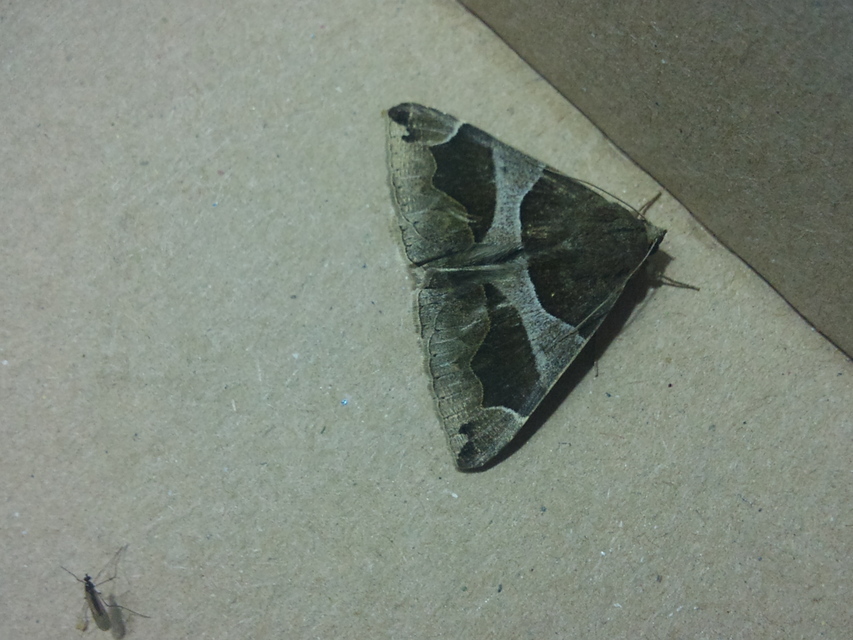 Dysgonia algira - déli porcelánbagoly