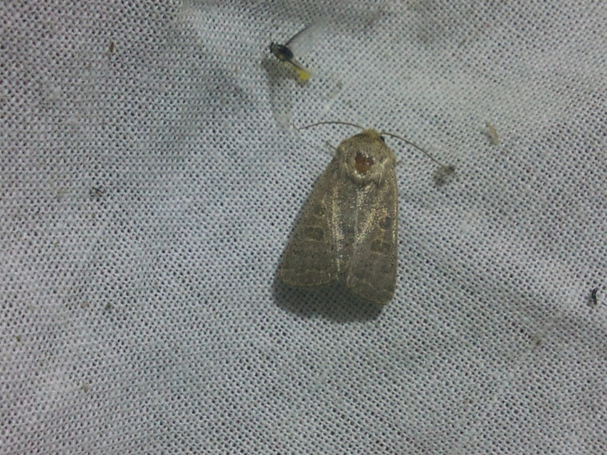 Hoplodrina