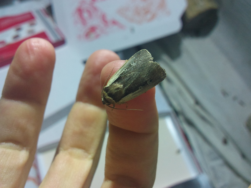 Ochropleura plecta - fehérszegélyű fűbagoly