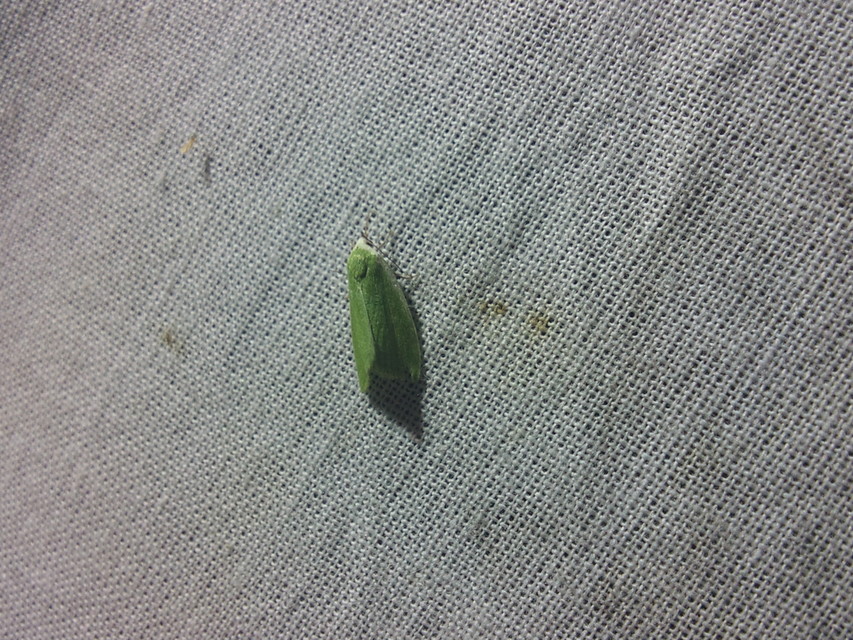 Tortrix viridana - tölgyilonca