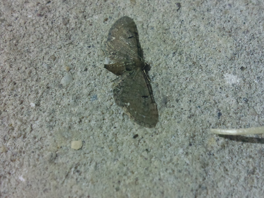 Eupithecia absinthiata - üröm-törpearaszoló
