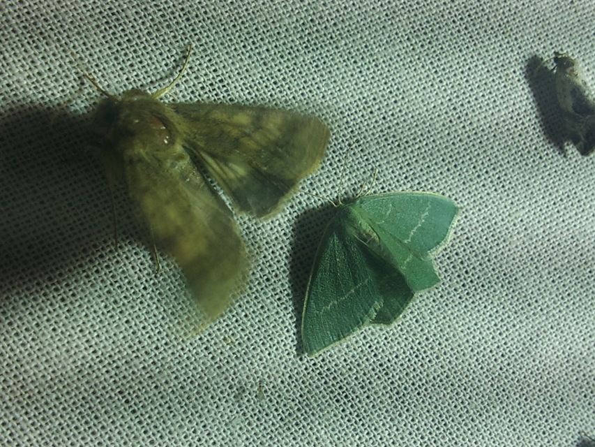 Chlorissa viridata/cloraria