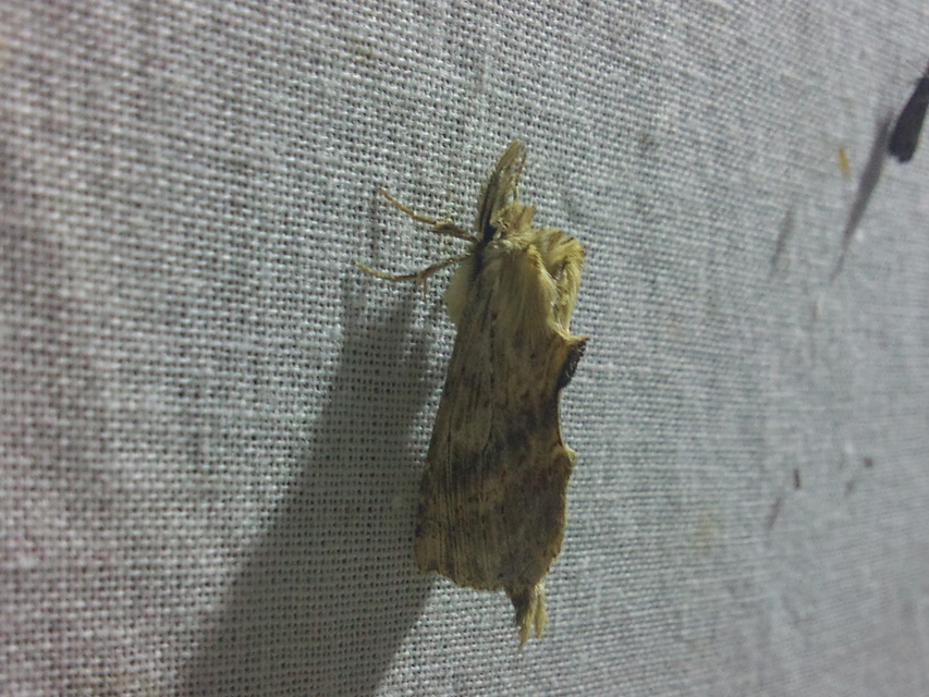 Pterostoma palpina - csőrös púposszövő