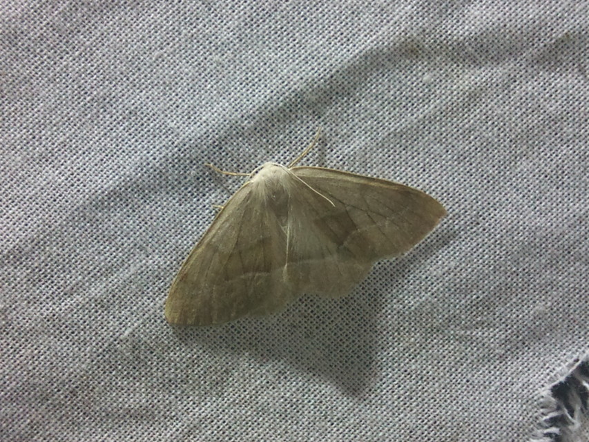 Hylaea fasciaria - erdeifenyő-sávosaraszoló