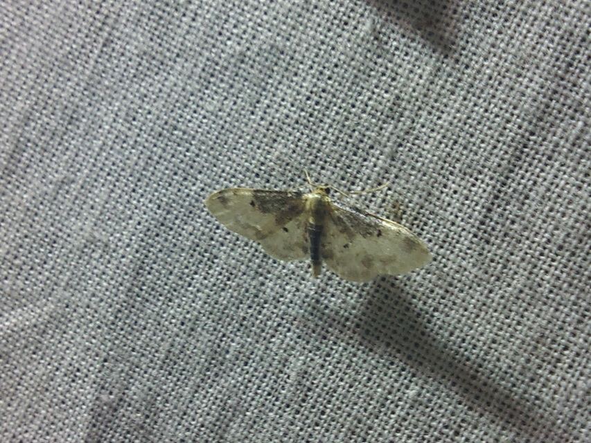 Idaea filicata - sötéttövű apróaraszoló