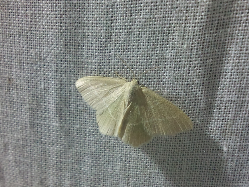 Chlorissa viridata/cloraria