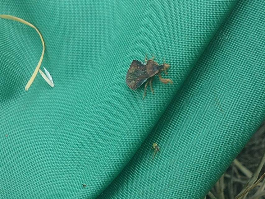 Phymata crassipes - fogólábú poloska