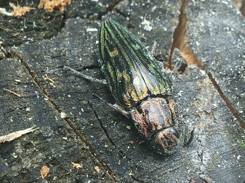 Chalcophora mariana - nagy fenyvesdíszbogár