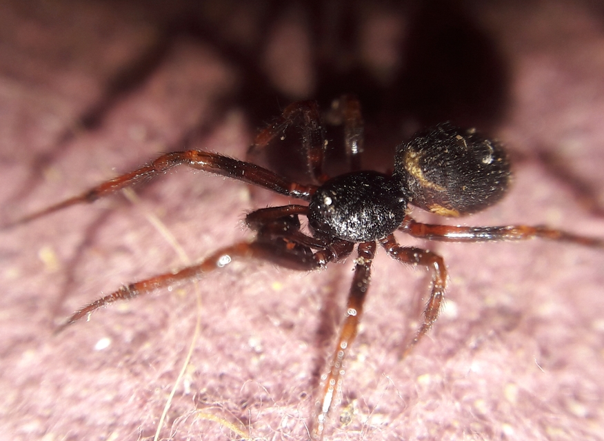 Asagena meridionalis