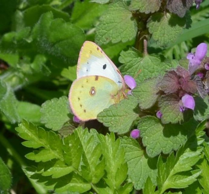 Colias croceus - sáfránylepke