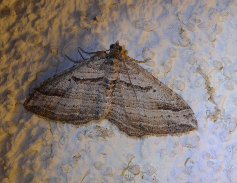 Costaconvexa polygrammata - soksávú araszoló
