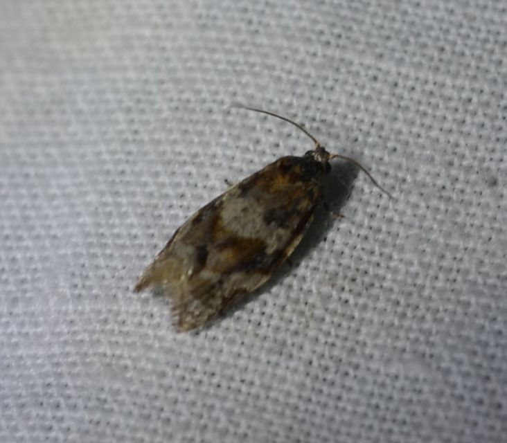Argyrotaenia ljungiana - ékes sodrómoly
