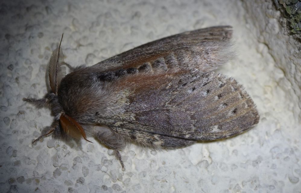 Stauropus fagi - bükkfa-púposszövő
