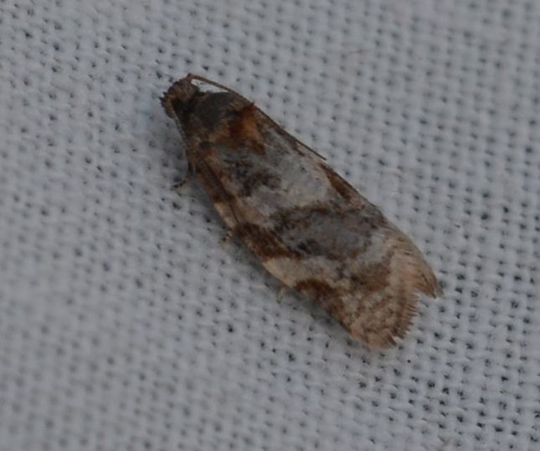 Argyrotaenia ljungiana - ékes sodrómoly