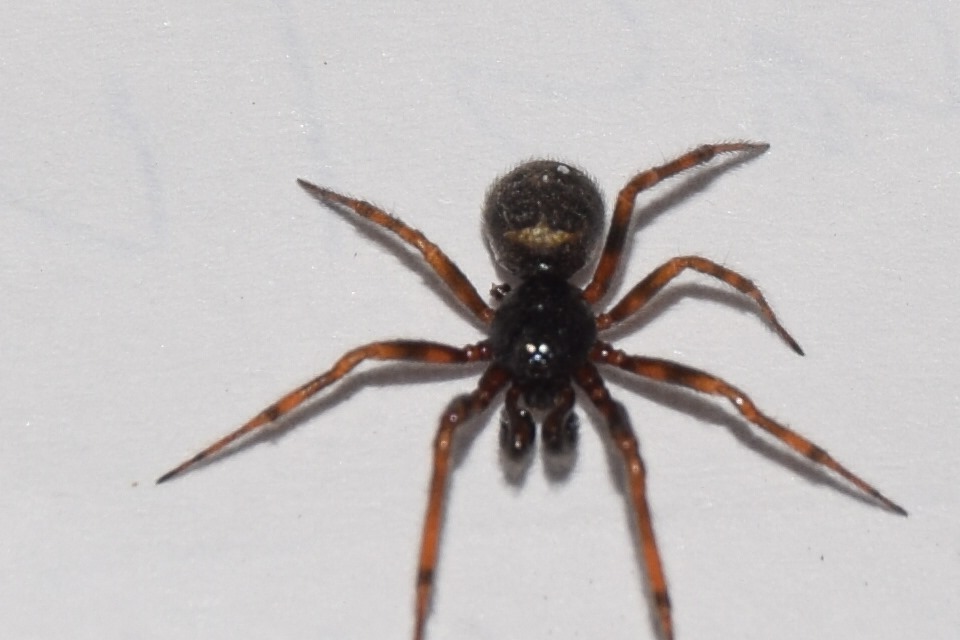 Asagena meridionalis
