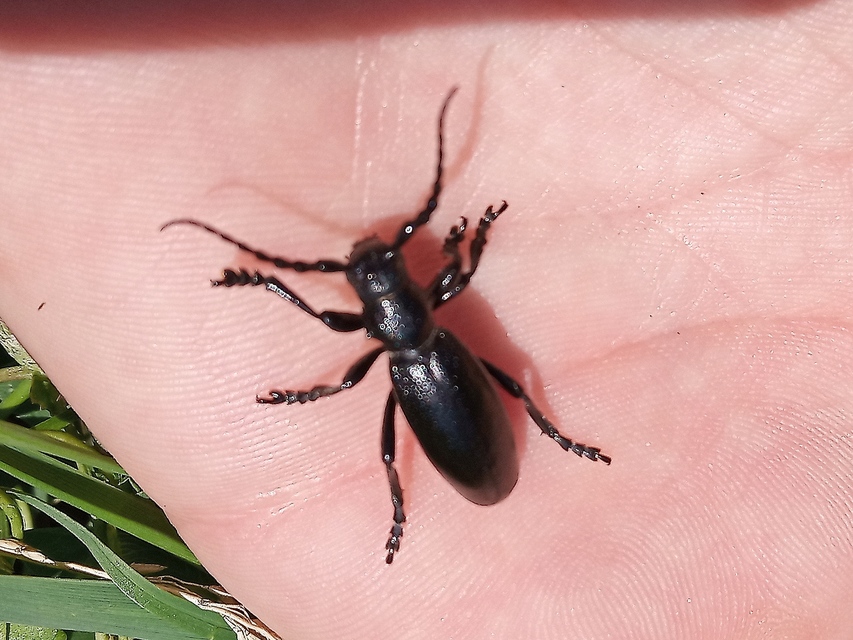 Dorcadion aethiops - fekete gyalogcincér
