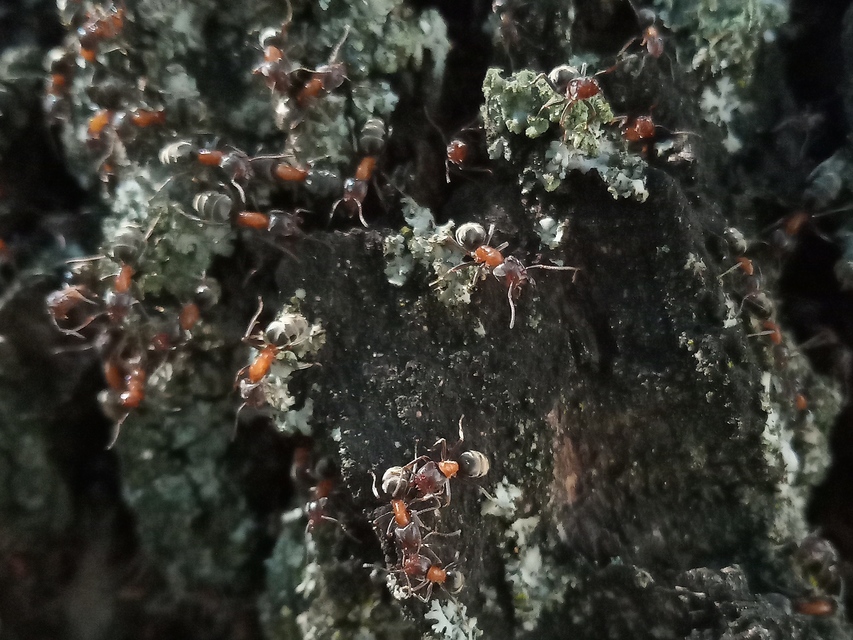 Liometopum microcephalum - tölgyfahangya