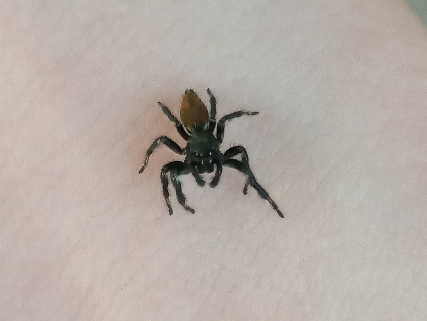 Carrhotus xanthogramma - rozsdás ugrópók