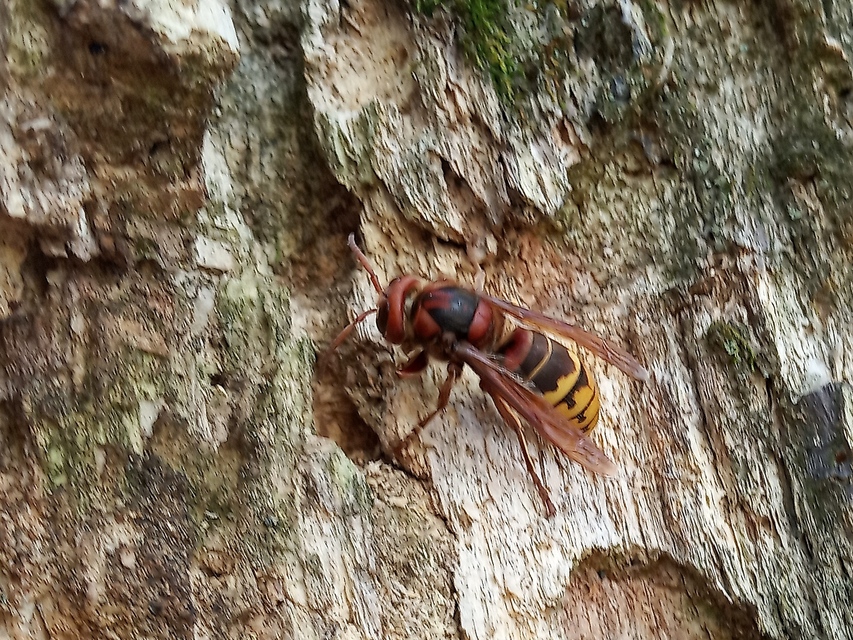 Vespa crabro - lódarázs