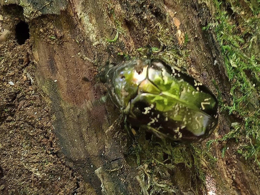 Protaetia marmorata - márványos virágbogár