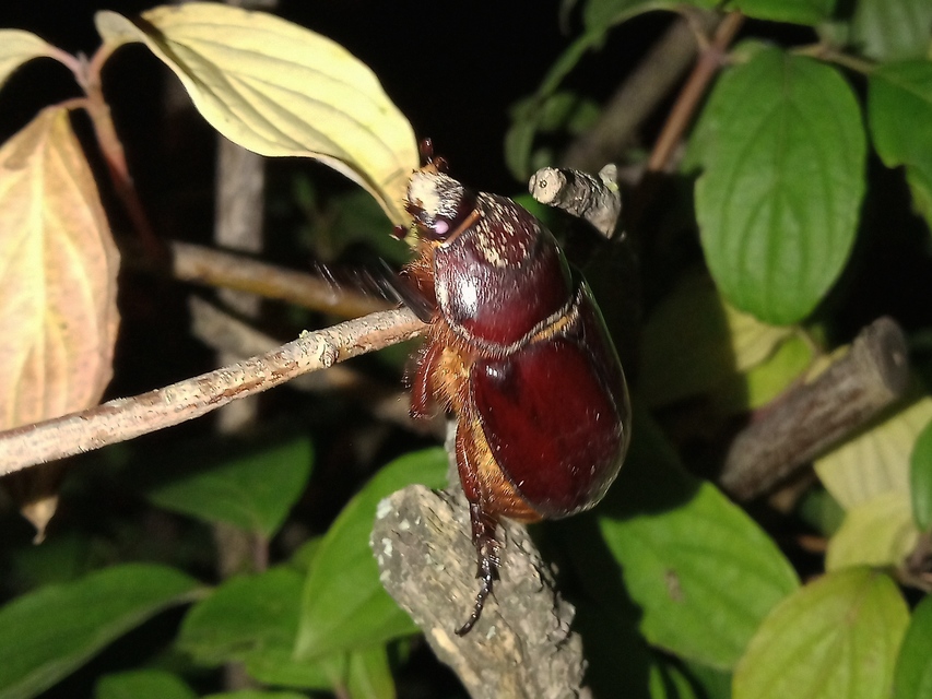 Oryctes nasicornis - orrszarvú bogár