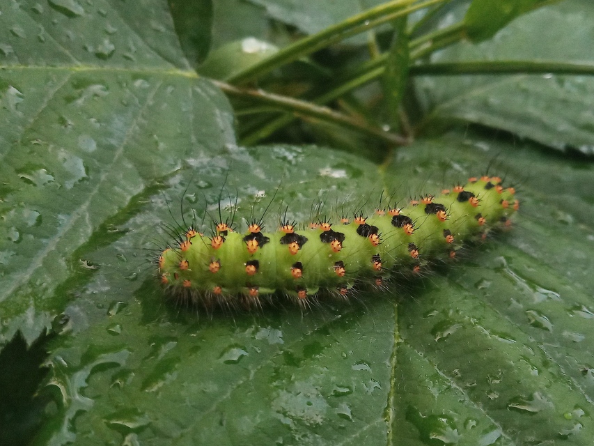 Saturnia pavoniella/pavonia