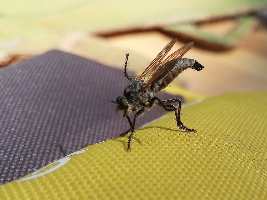 Eutolmus rufibarbis