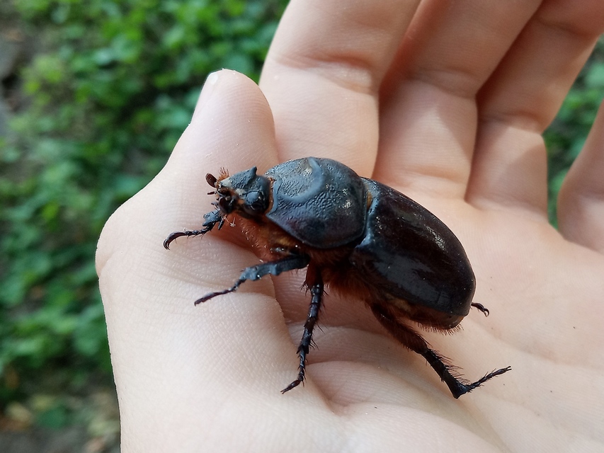 Oryctes nasicornis - orrszarvú bogár