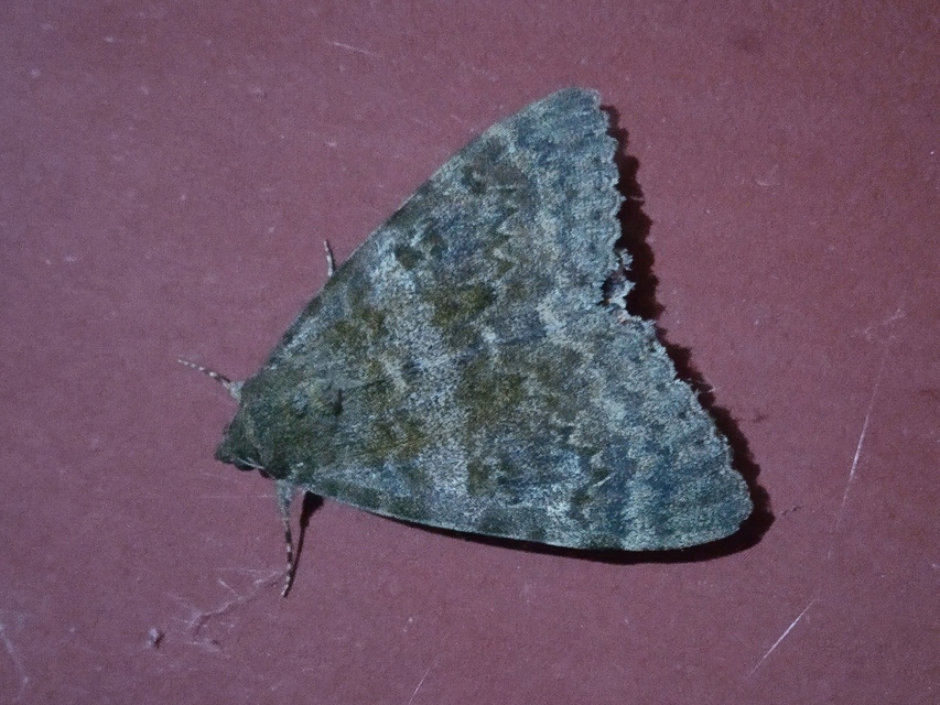 Catocala elocata - közönséges övesbagoly