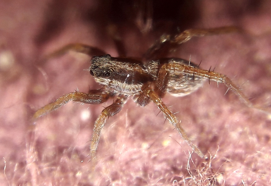 Pardosa bifasciata