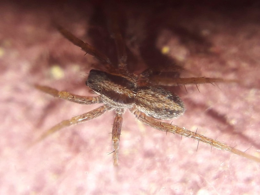 Pardosa bifasciata