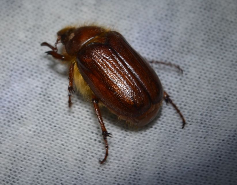 Holochelus aequinoctialis - tavaszeleji cserebogár