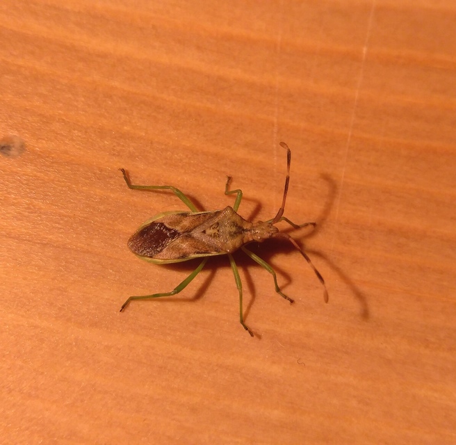 Gonocerus juniperi - boróka-karimáspoloska
