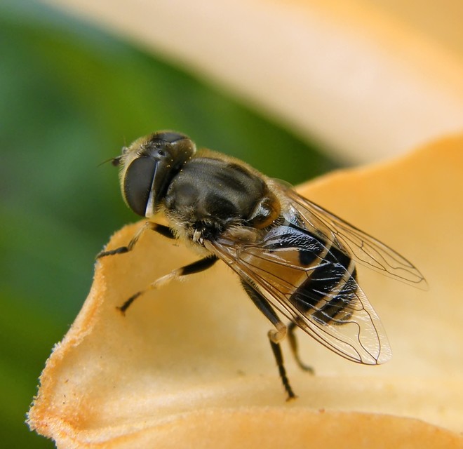 Eristalis