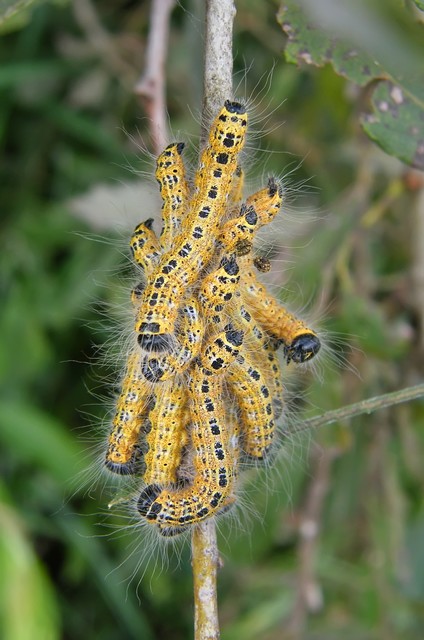 Phalera bucephala - sárgafoltos púposszövő