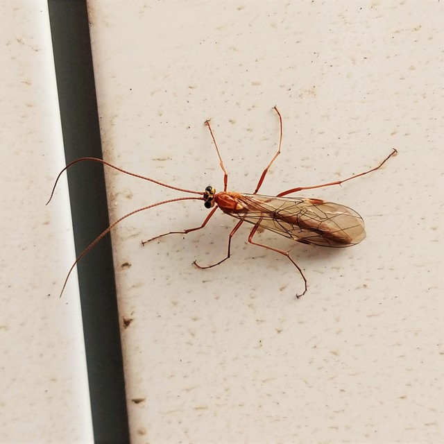 Ophion obscuratus