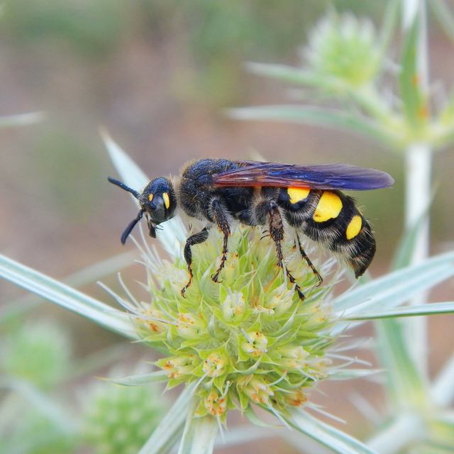 Scolia fusciformis - mediterrán tőrösdarázs