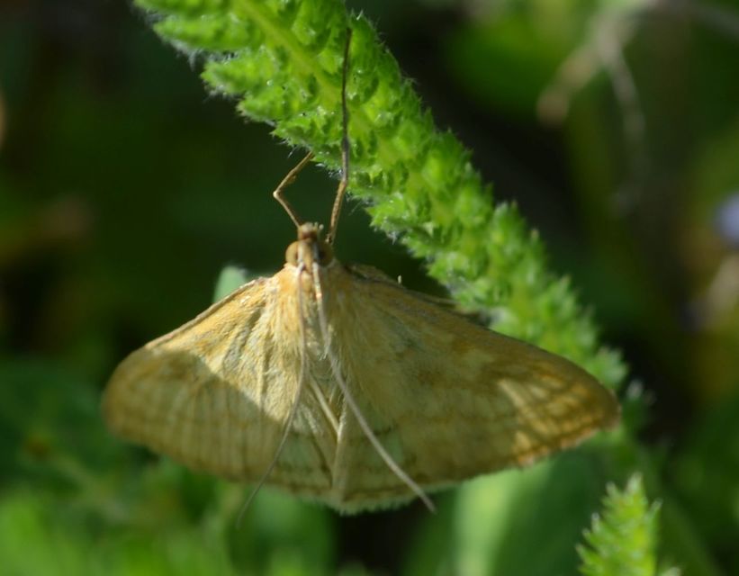 Sitochroa verticalis - világossárga dudvamoly
