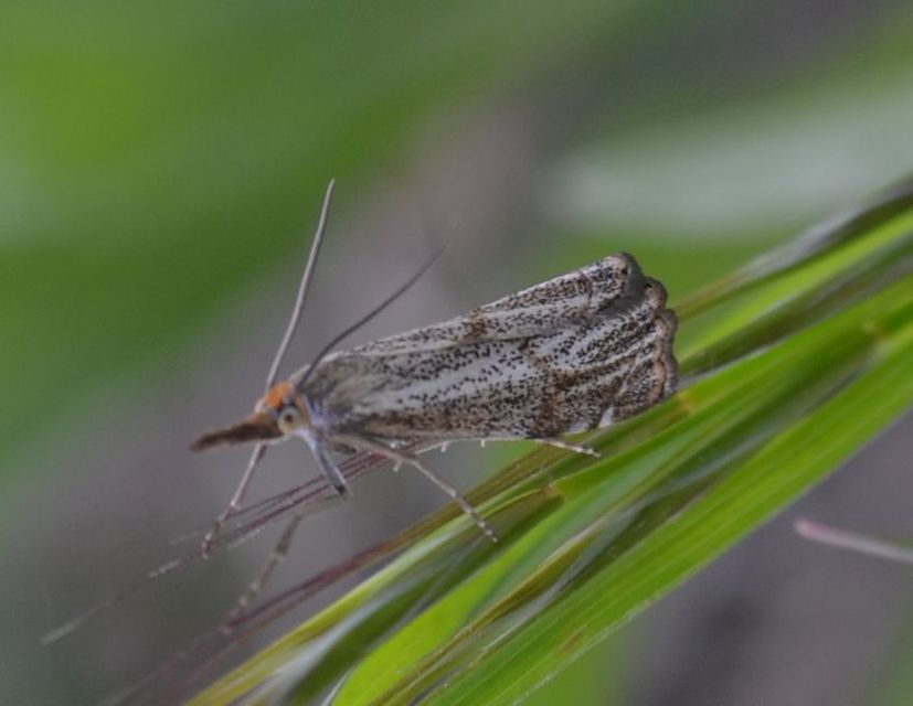 Thisanotia chrysonuchella - tavaszi fűgyökérmoly