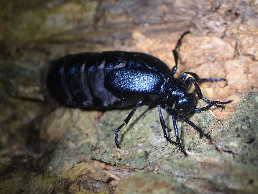 Meloe violaceus - kék nünüke