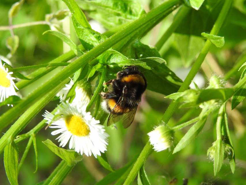 Bombus terrestris/lucorum