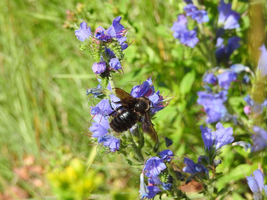 Xylocopa violacea - kék fadongó
